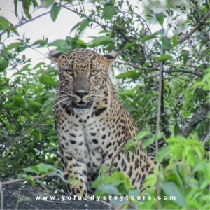 yala odyssey gallary