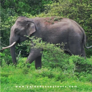 yala odyssey gallary