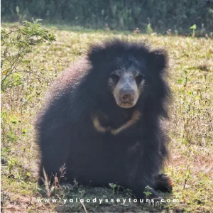 yala odyssey gallary