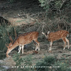 yala odyssey gallary