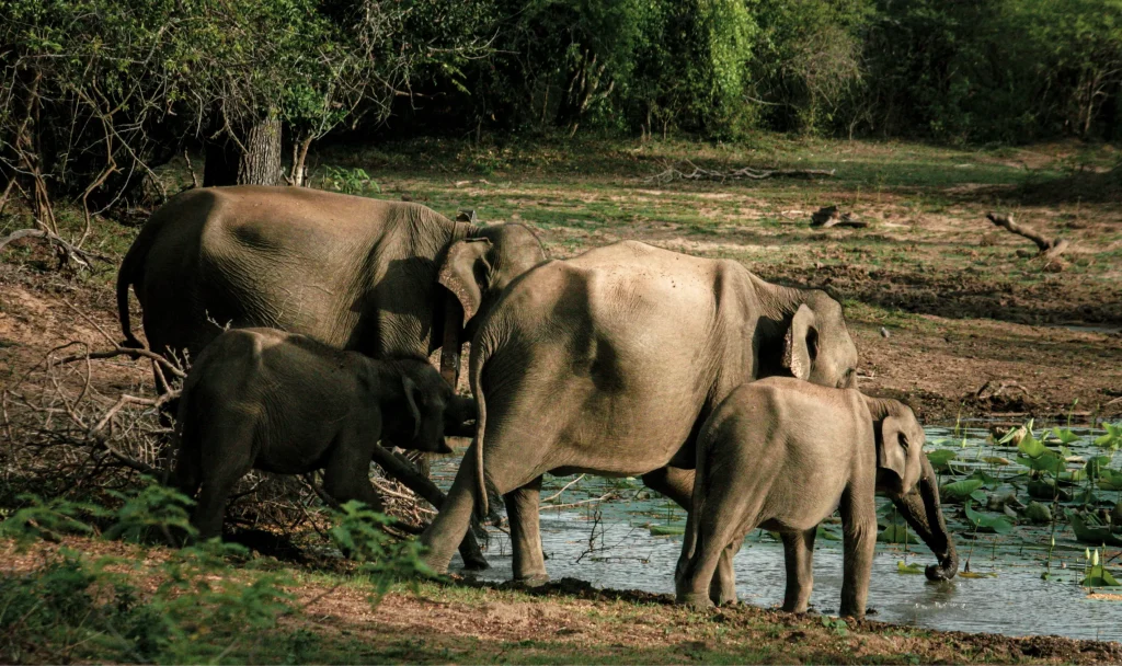 Yala in September